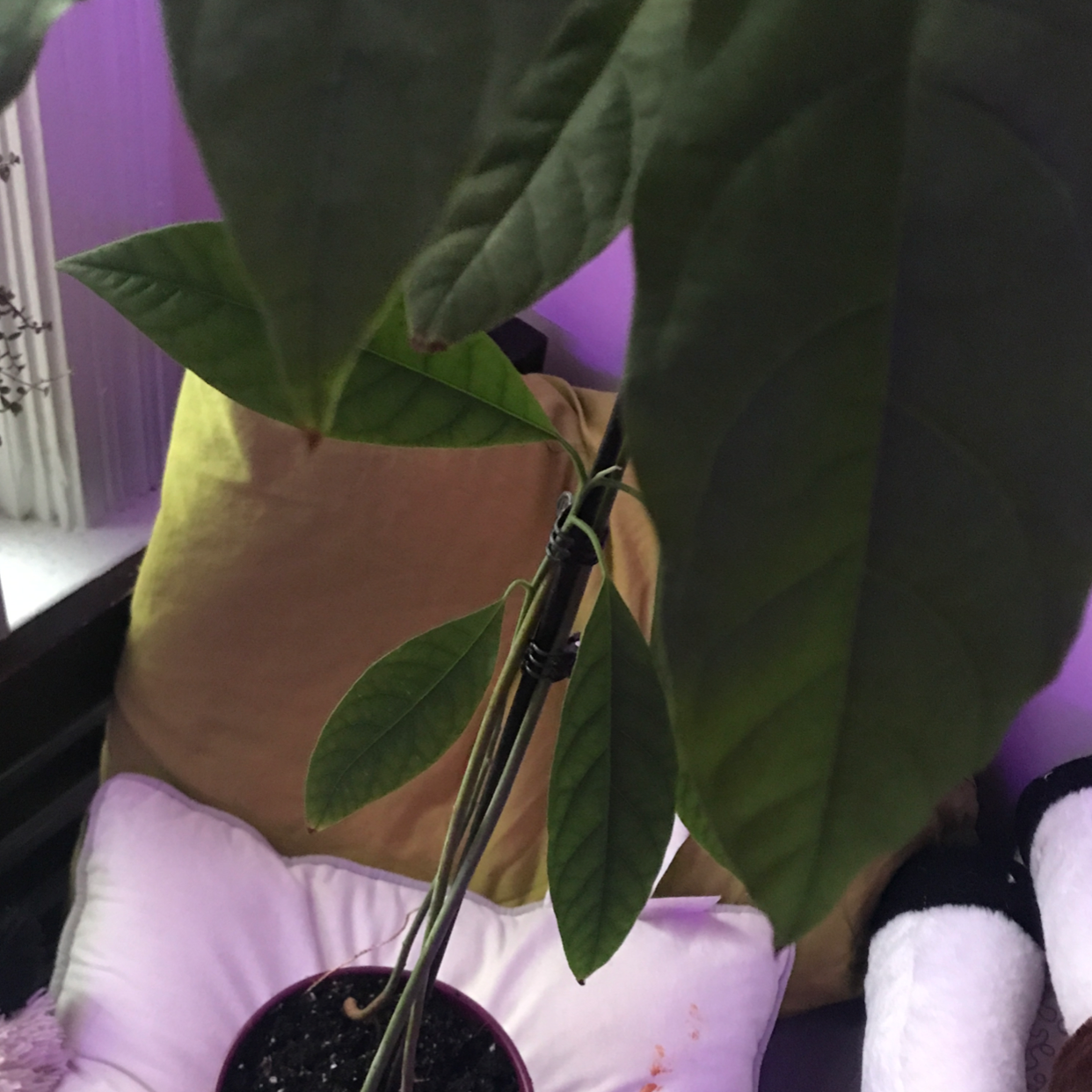 Wurtz Avocado plant photo by @Lilcrap_beanthang named Guac man on Greg, the plant care app.