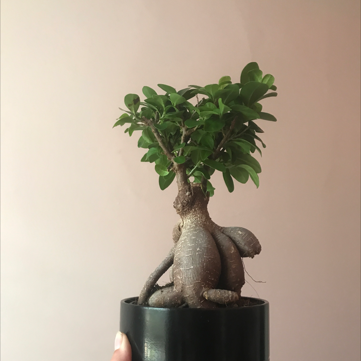 Ficus Ginseng plant photo by @Lilcrap_beanthang named Fergus on Greg, the plant care app.