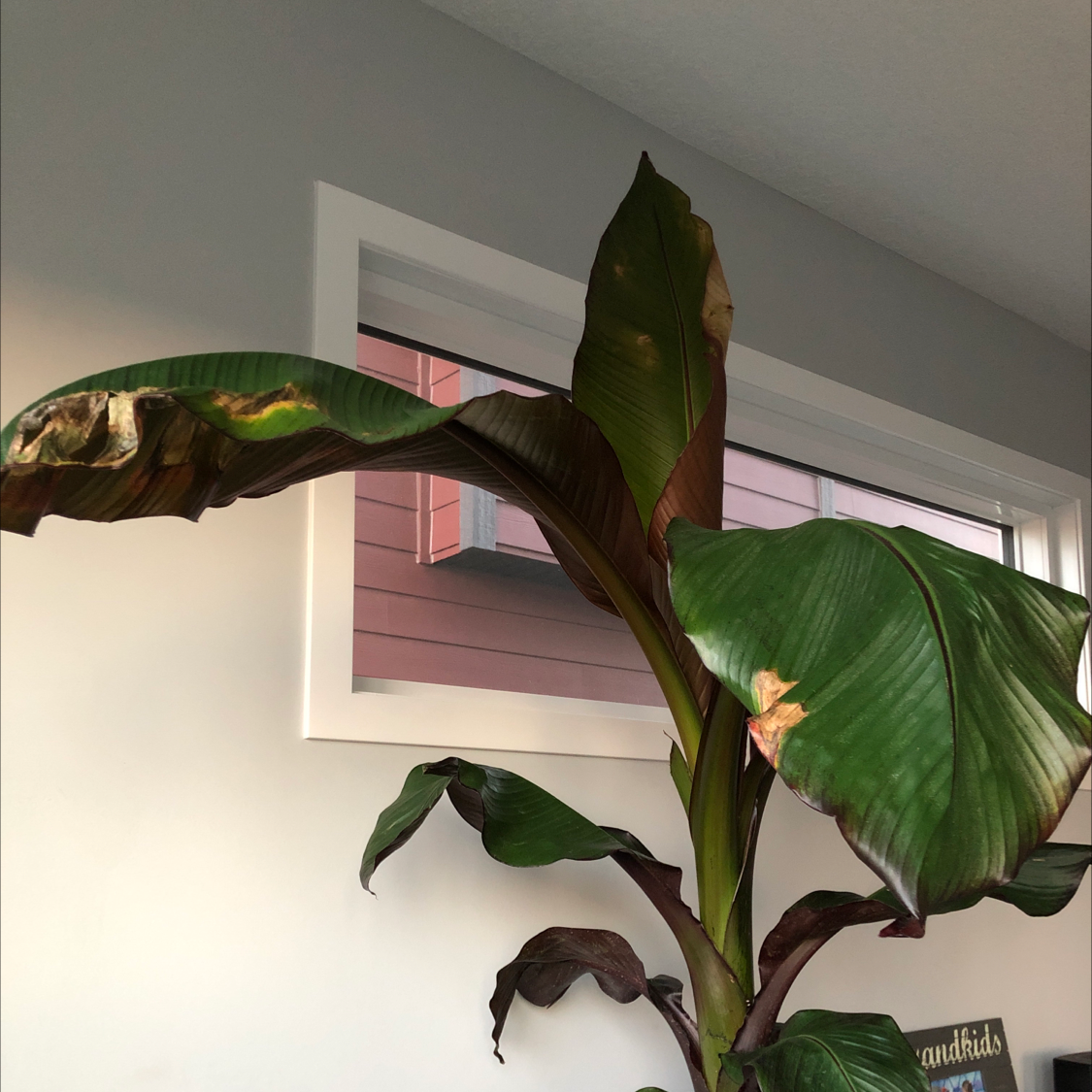 Abyssinian Banana plant with large leaves, some showing browning and damage, indoors near a window.