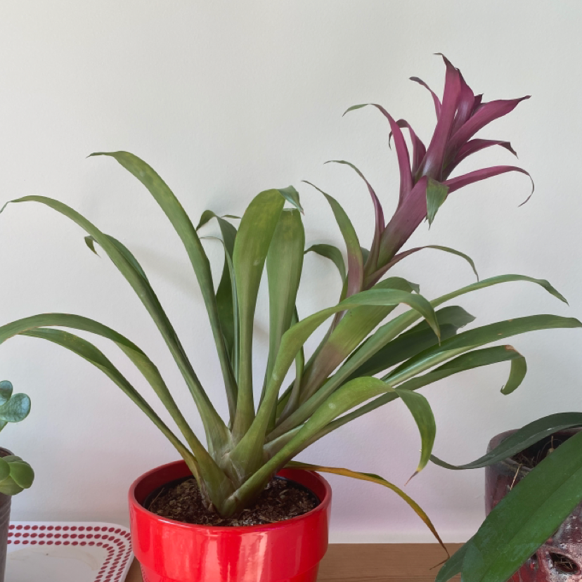 Healthy Tillandsia ionantha airplant in a red pot, with drooping green and burgundy leaves. No signs of disease or damage.