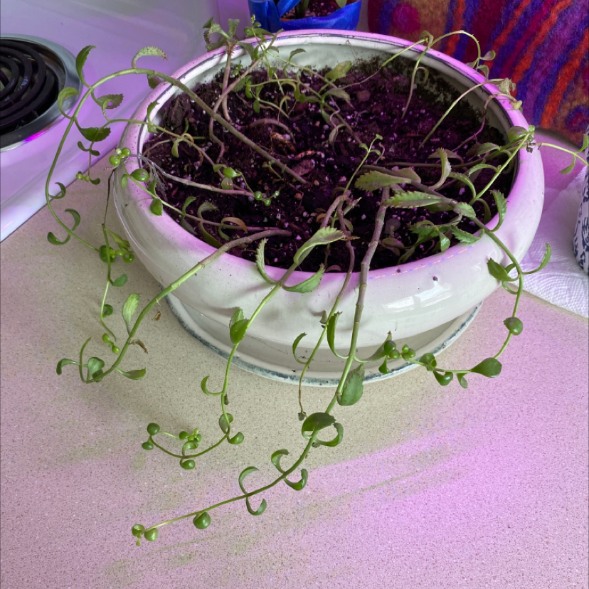 Healthy purple Mother of Thousands succulent plant in a clear glass bowl, with tiny plantlets visible along the serrated leaf edges.