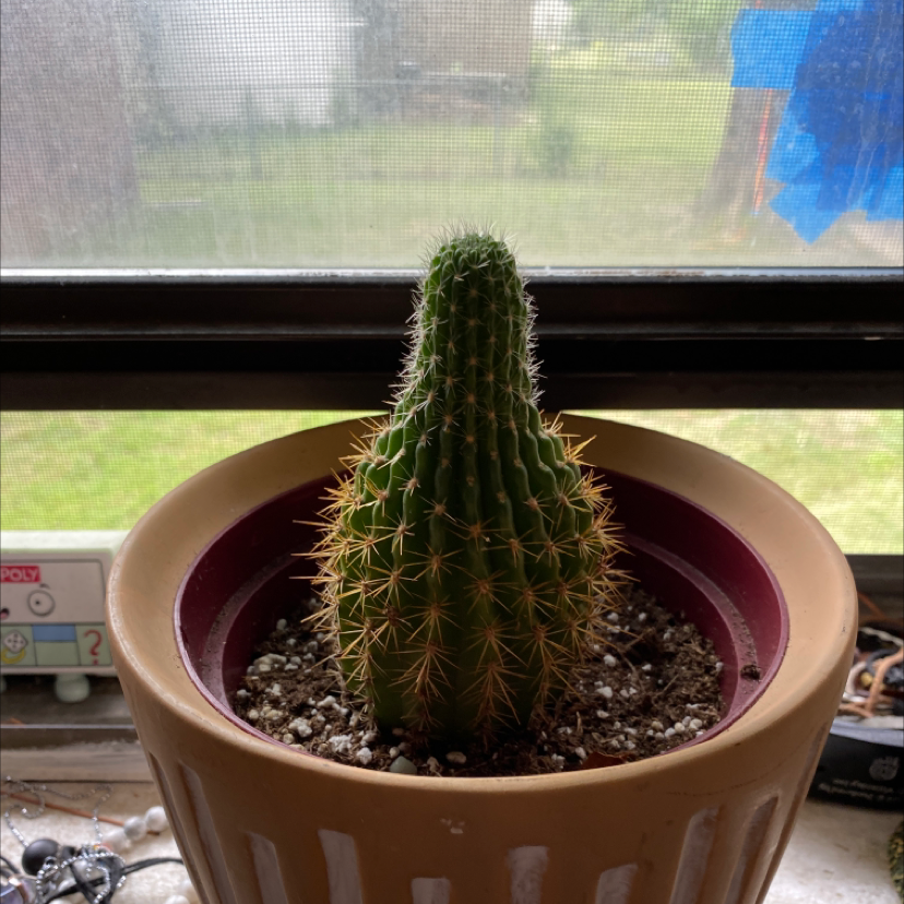 Golden Torch plant photo by @Bgrissom315 named Shelby on Greg, the plant care app.