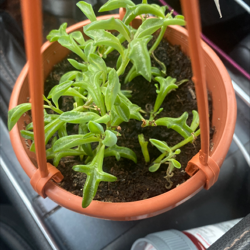 Healthy Baby Sun Rose plant in a hanging pot with visible soil.