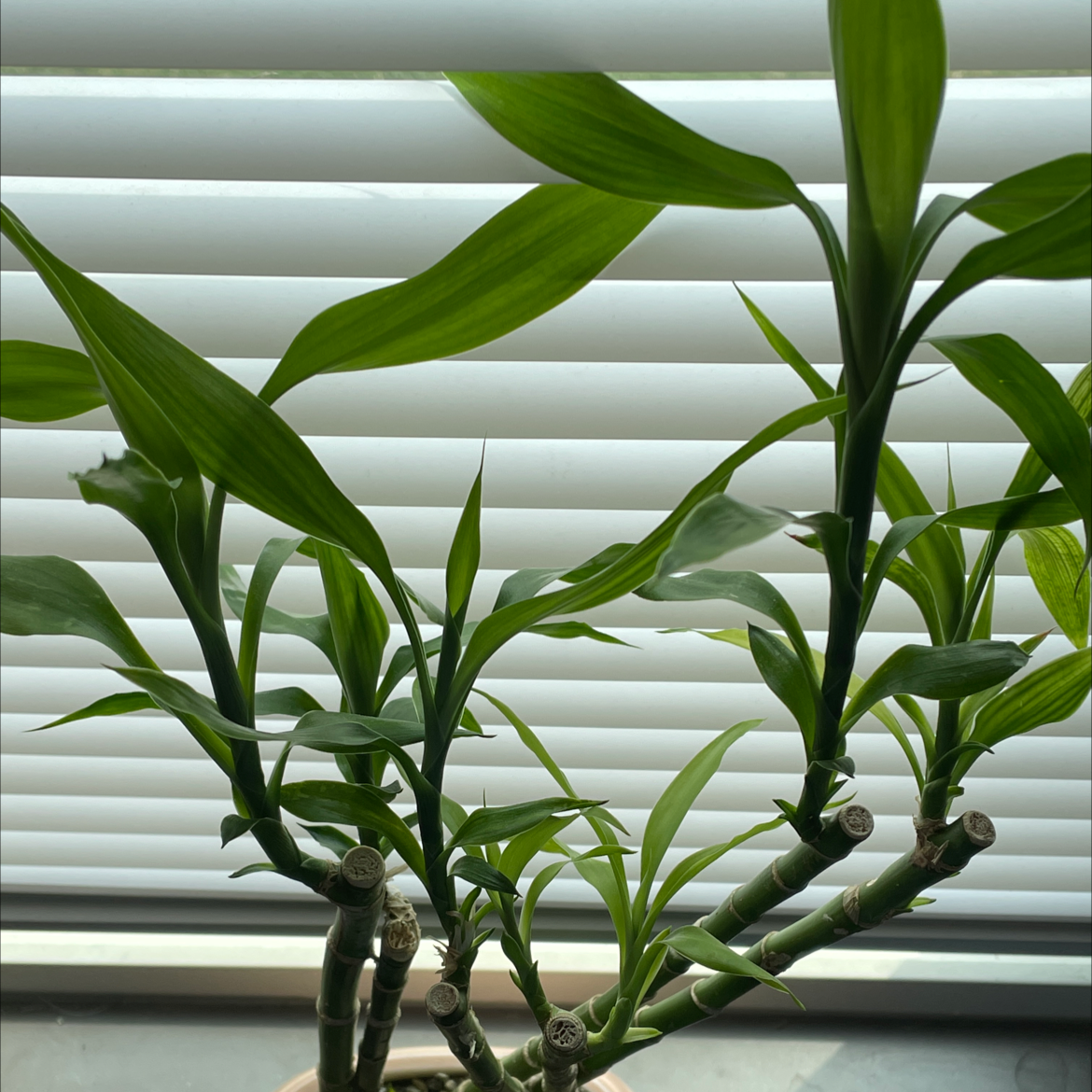 Lucky Bamboo plant photo by @lailas.oasis named Orwell on Greg, the plant care app.