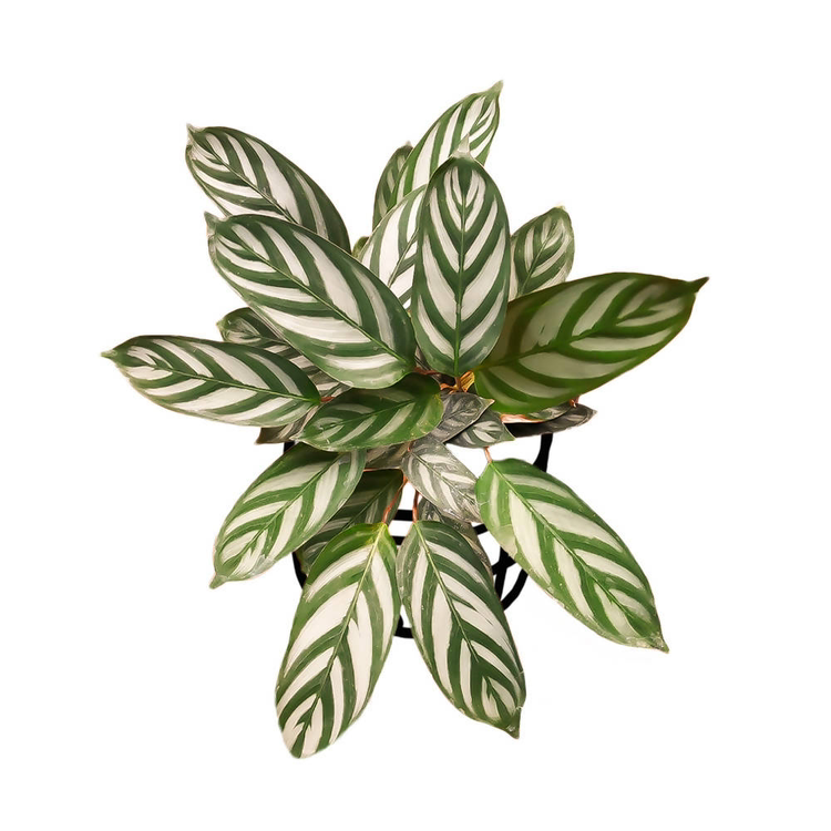 Healthy Cathedral Windows plant with variegated green and white leaves.