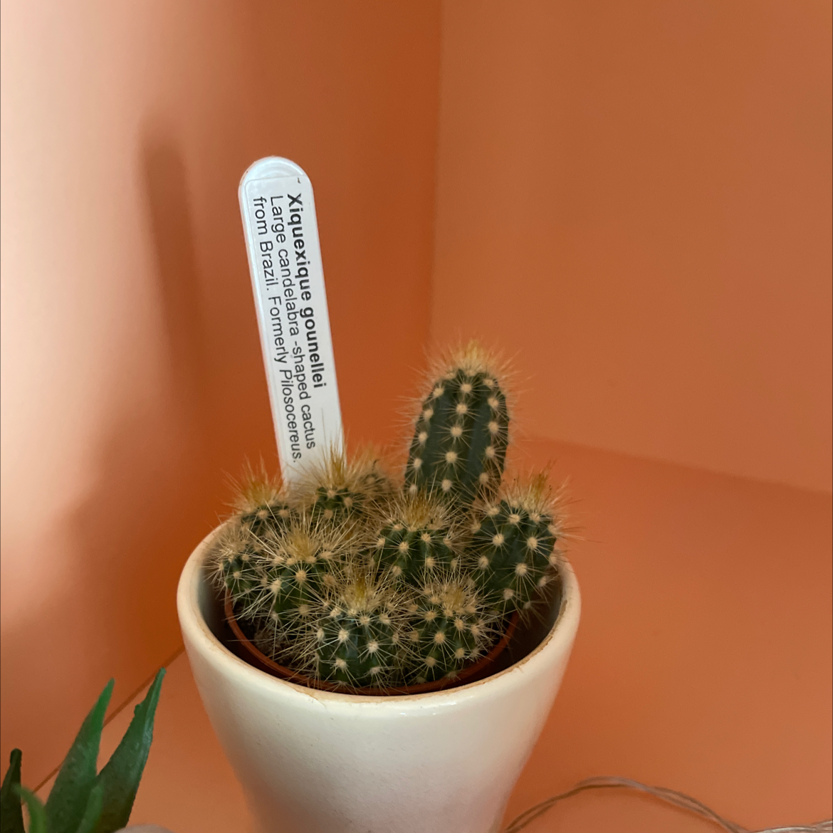 Plant care for Pilocereus on Greg, the plant care app