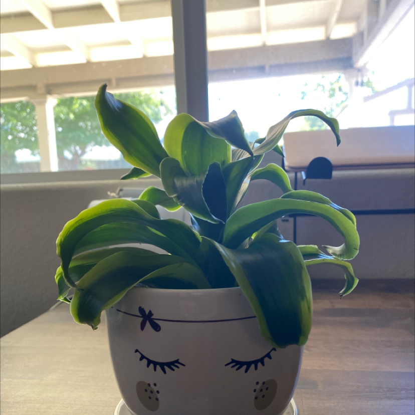 Dracaena 'Tornado' plant in a decorative pot with a face design, appears healthy.