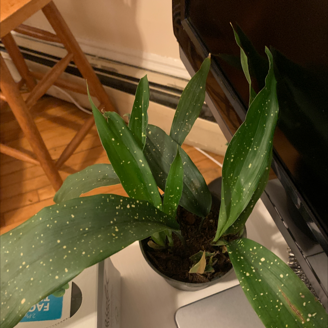 Cast Iron Milky Way plant with dark green leaves and white speckles, appears healthy.