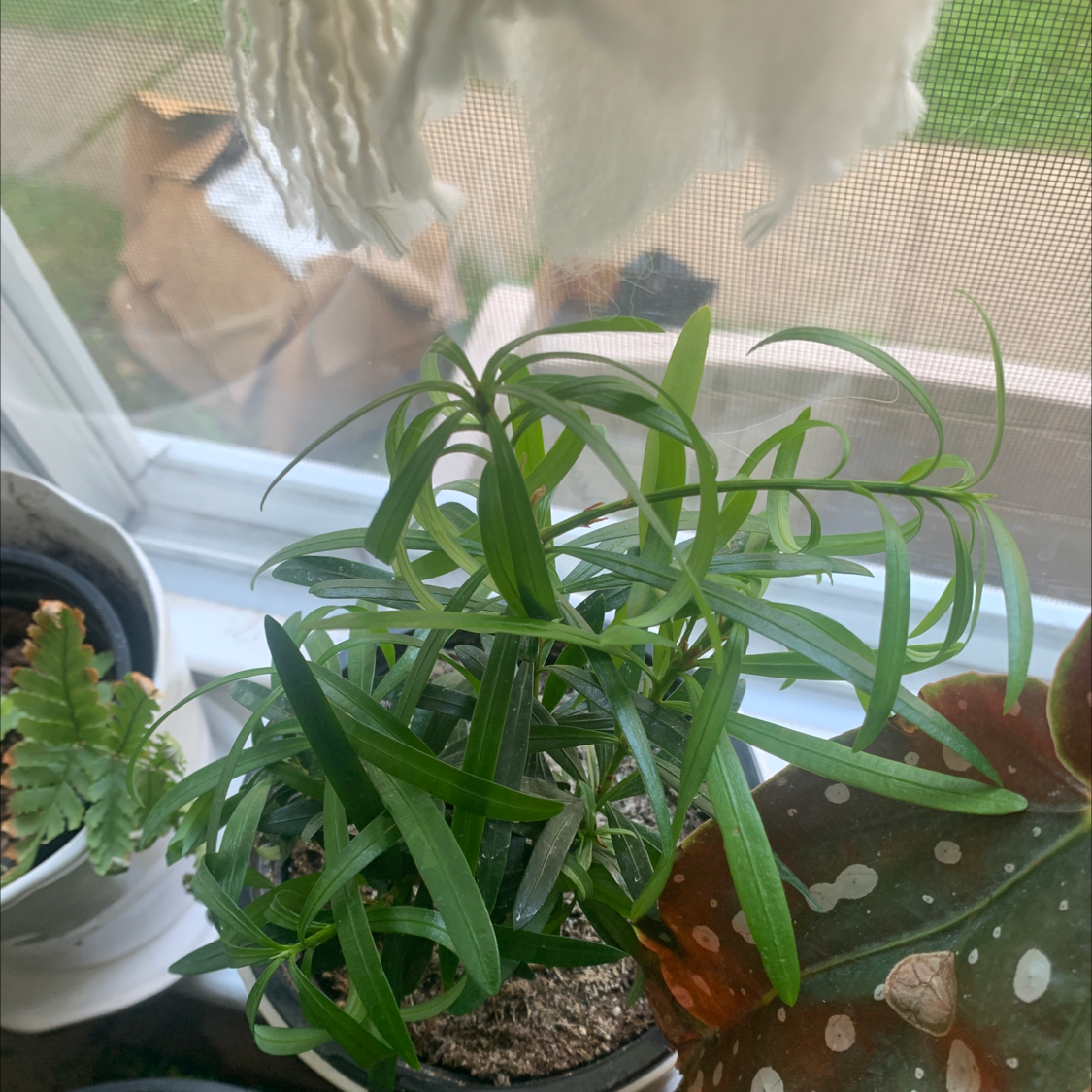 Photo of the plant species Podocarpus Plant by @nickibuzzbuzz named Achilles on Greg, the plant care app