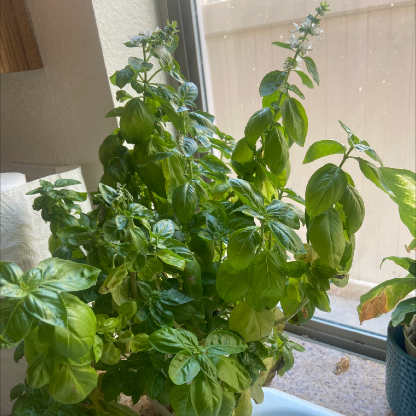 Sweet Basil plant photo by Alexis named Basil on Greg, the plant care app.