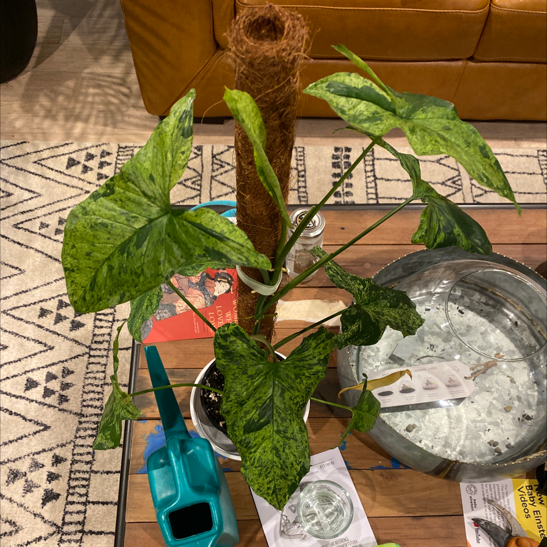 Syngonium podophyllum 'Mojito' plant in a pot with a support pole, some leaf browning visible.