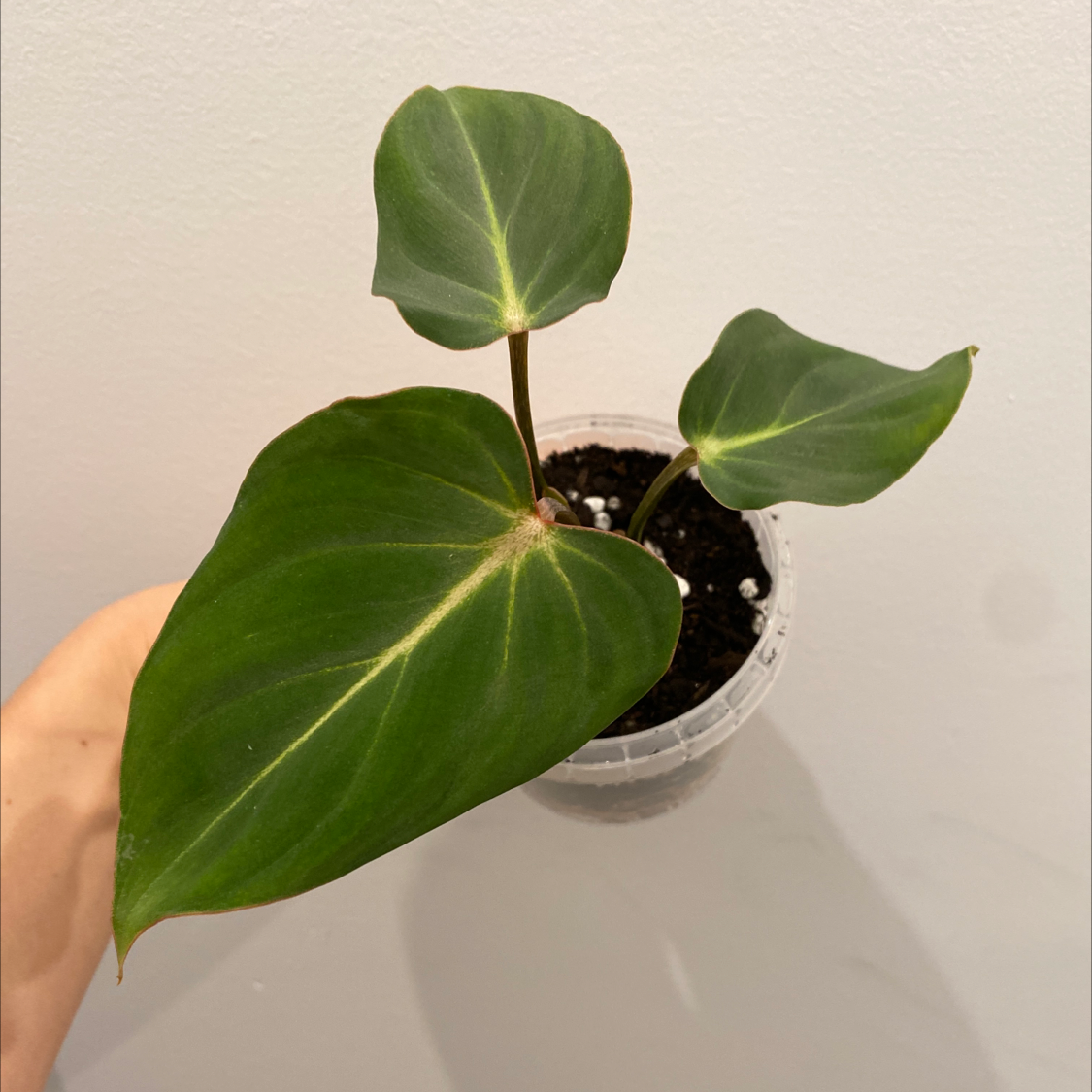 Photo of the plant species Philodendron gloriosum by @Dwaz named Your plant on Greg, the plant care app