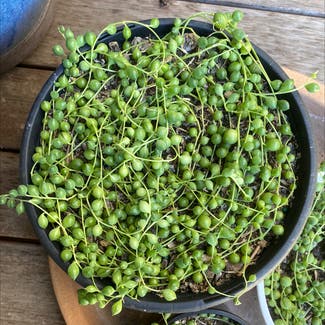 String of Pearls plant in Kiama, New South Wales