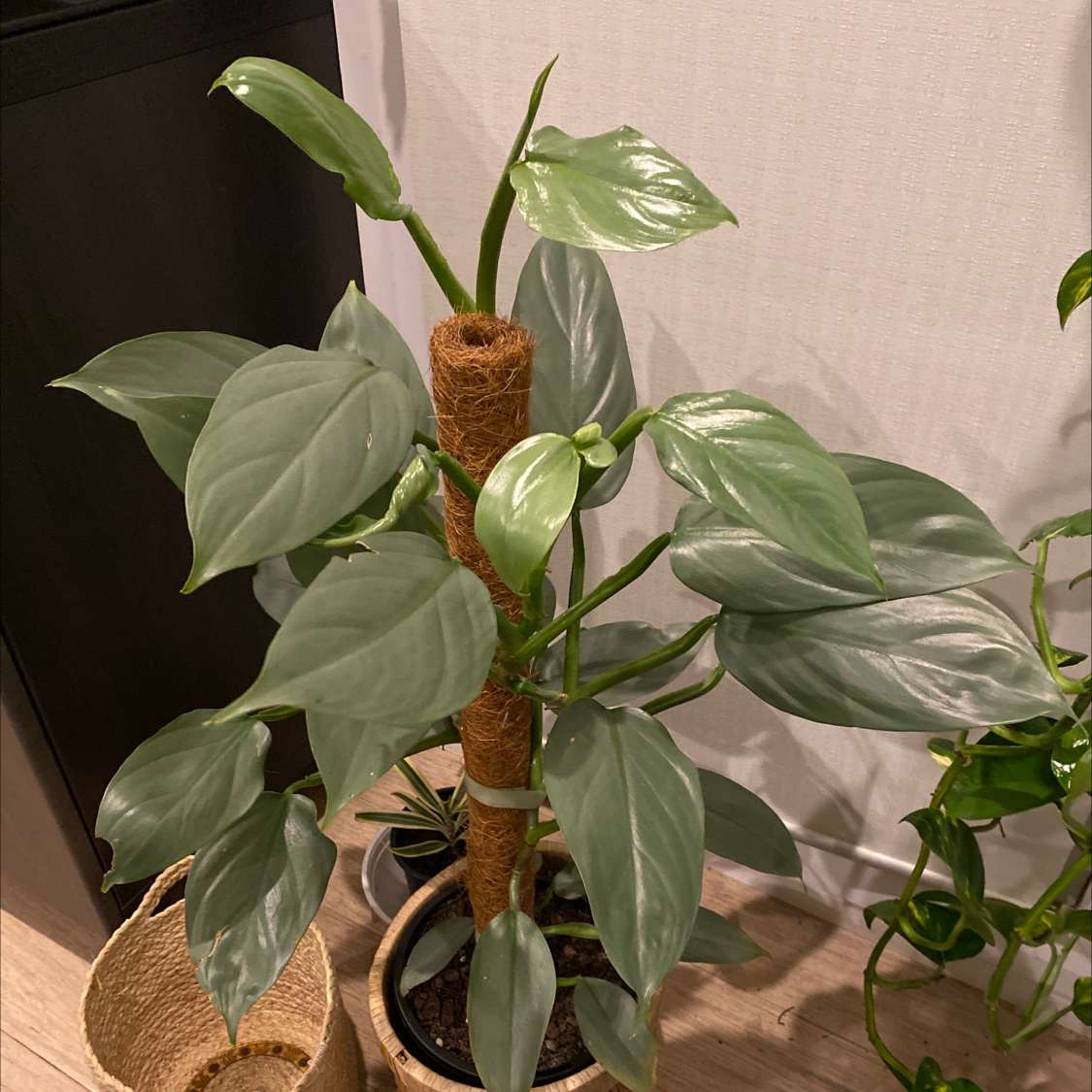 Photo of the plant species Philodendron Hastatum by @Dwaz named Your plant on Greg, the plant care app