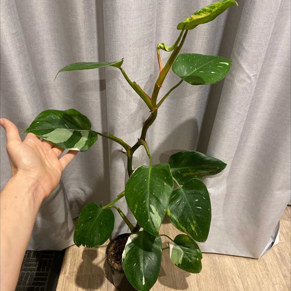 Photo of the plant species Philodendron 'White Princess' by @Dwaz named Your plant on Greg, the plant care app