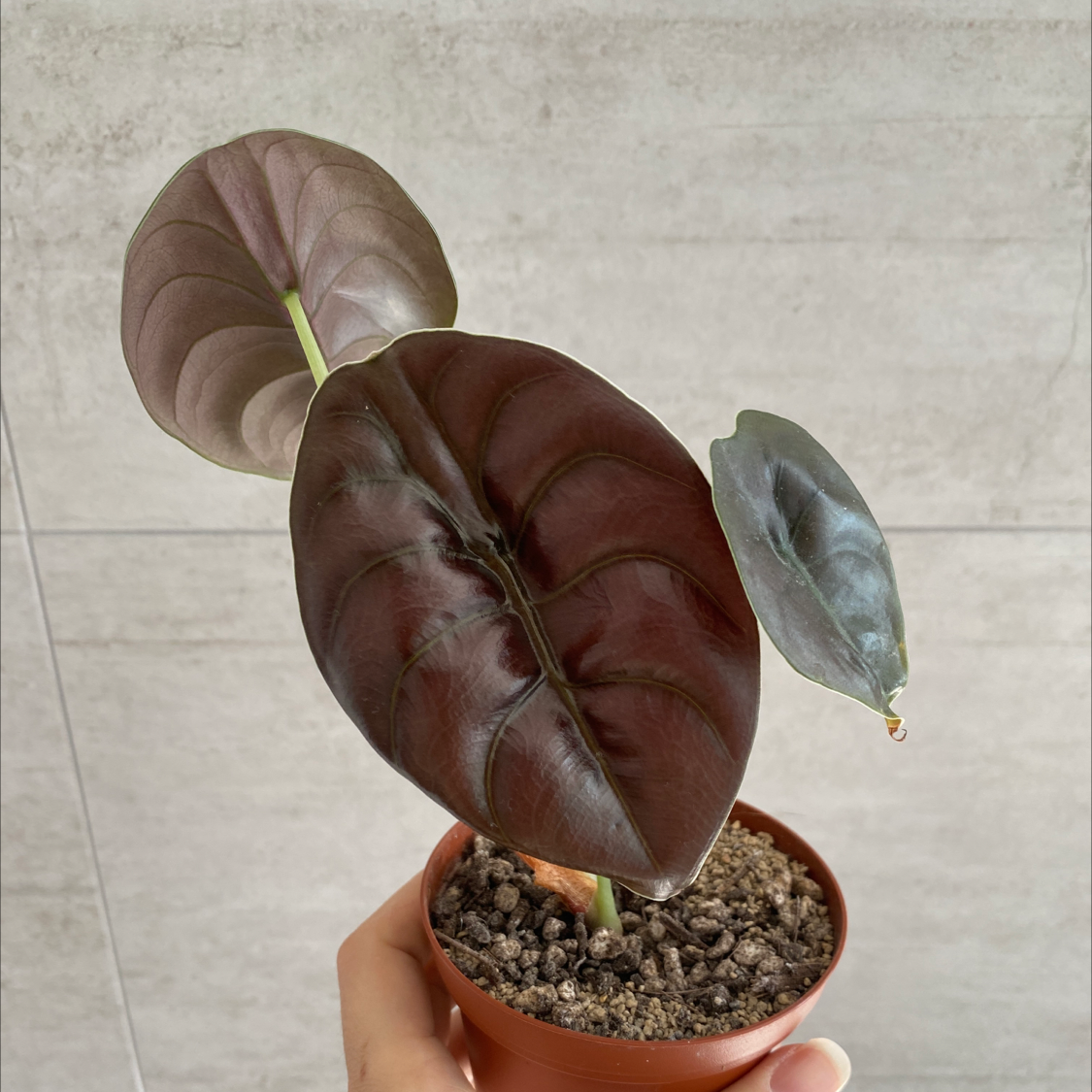 Alocasia ‘Red Secret’ plant in a small pot with dark, glossy leaves.