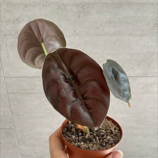 Alocasia ‘Red Secret’ plant in Kiama, New South Wales