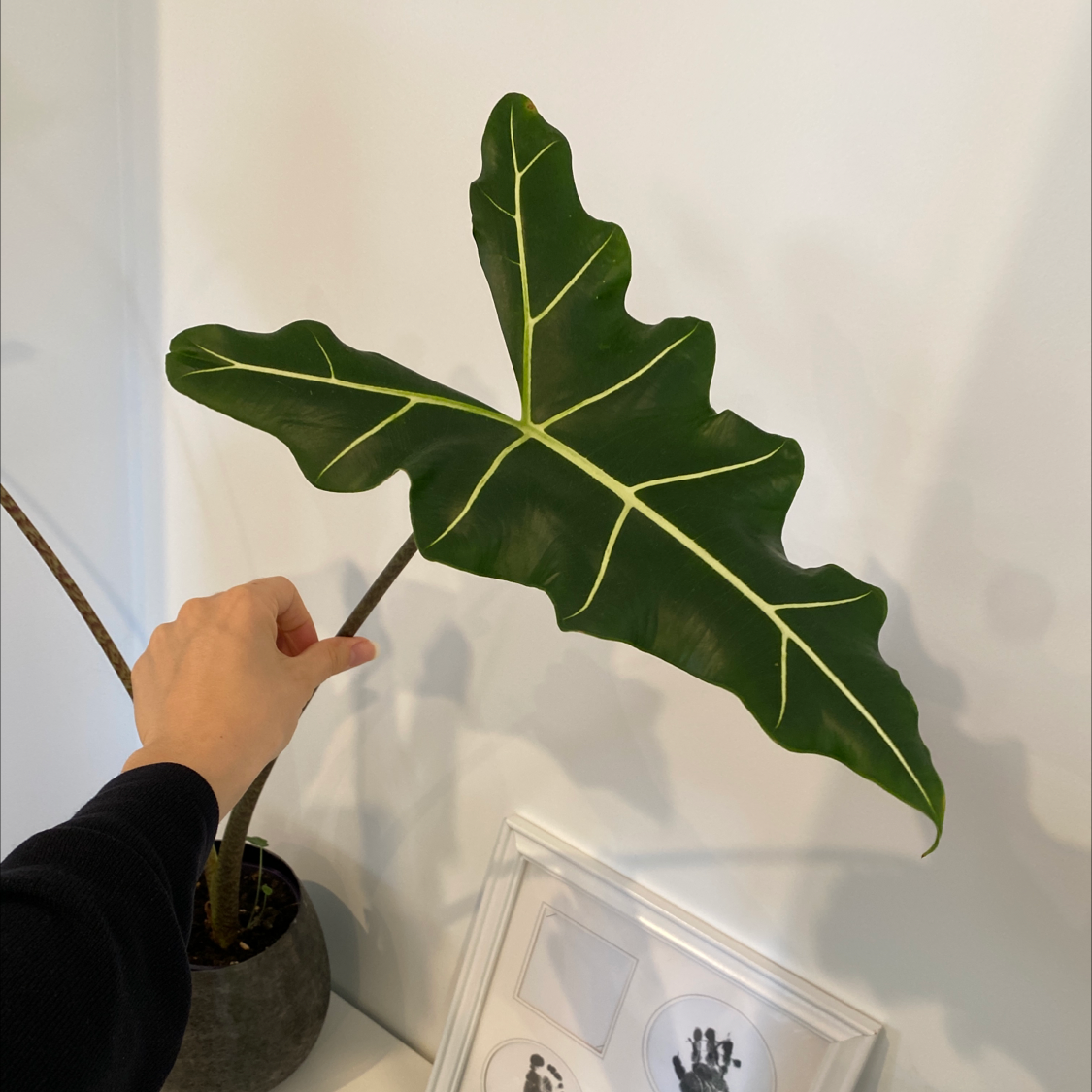 Photo of the plant species Alocasia 'Sarian' by @Dwaz named Your plant on Greg, the plant care app