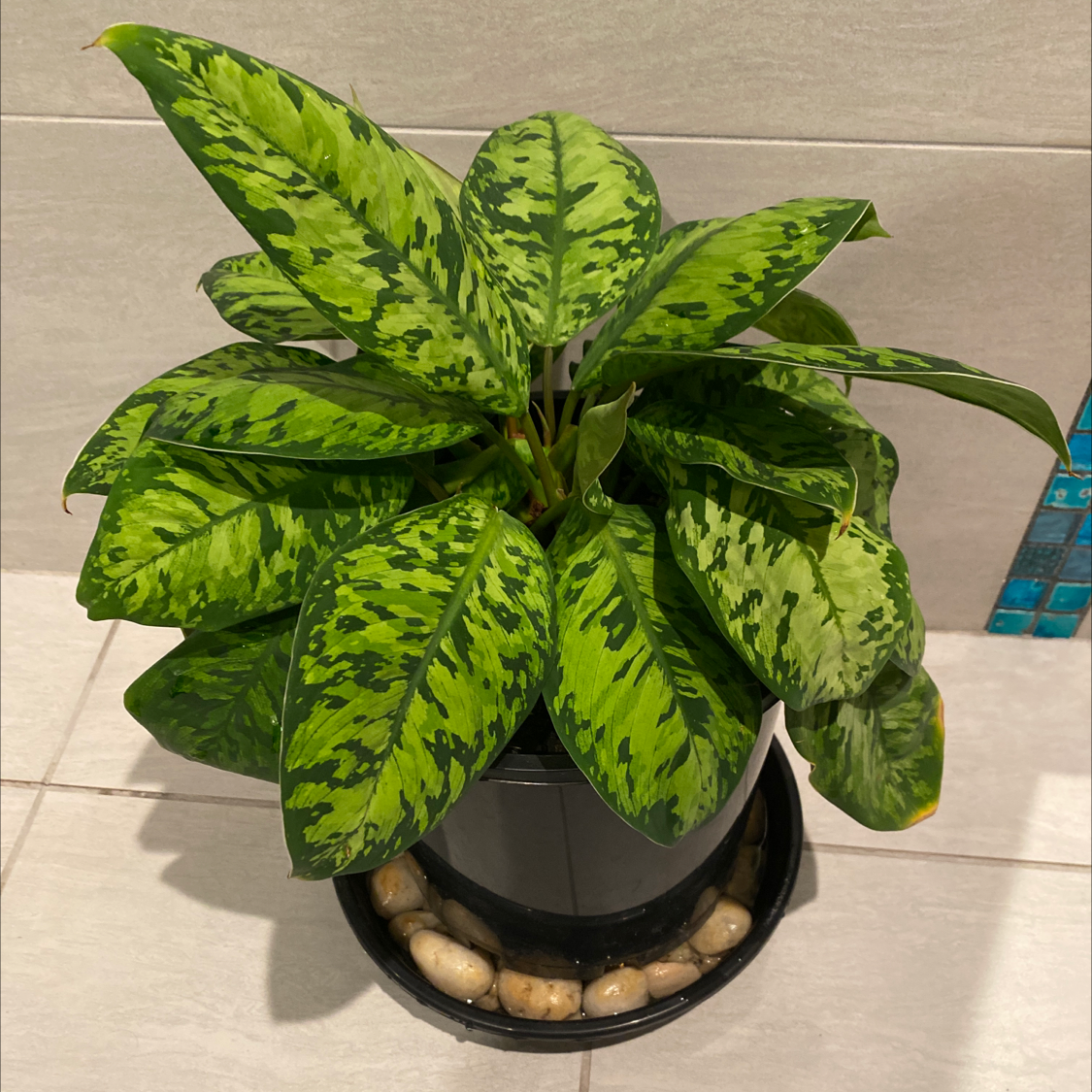 Photo of the plant species King of Hearts by @Dwaz named Your plant on Greg, the plant care app