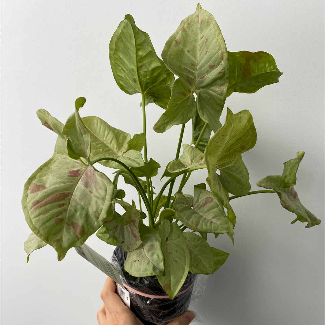 Confetti Syngonium plant with green and pink variegated leaves, held by a hand.