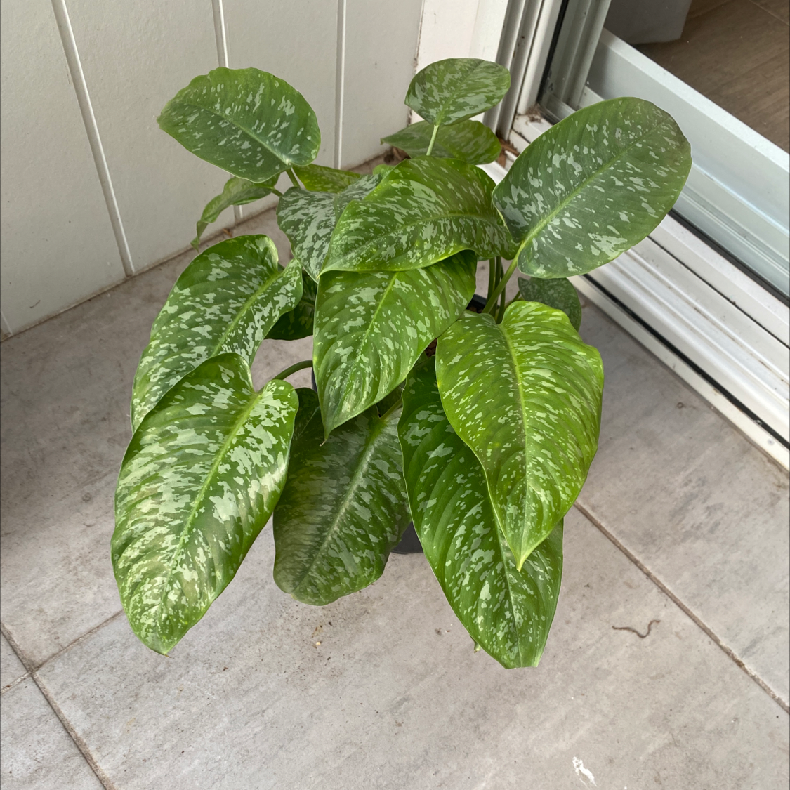Photo of the plant species motleyana elite by @Dwaz named Your plant on Greg, the plant care app