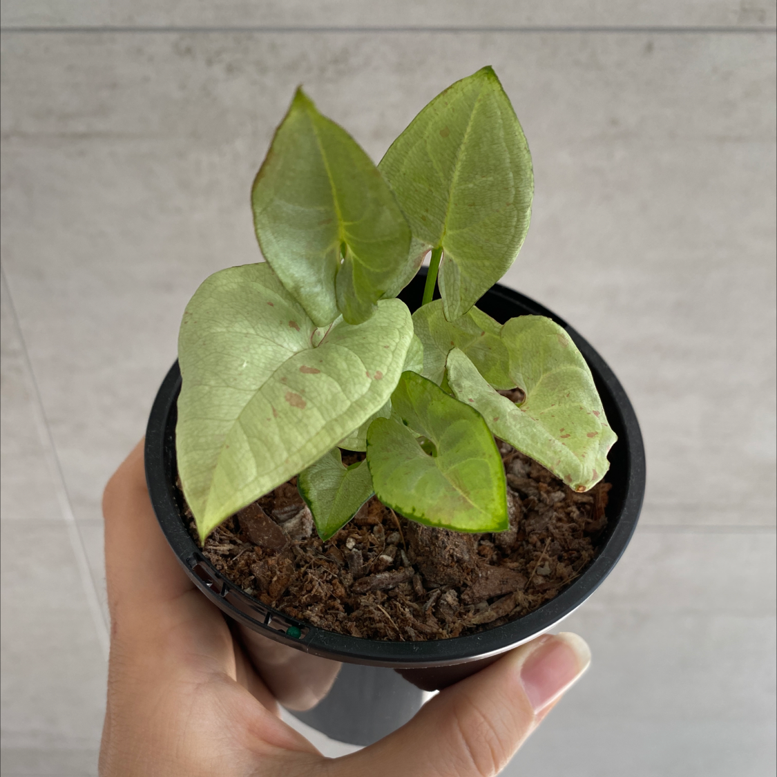 A small potted Confetti Syngonium plant with visible soil, held by a hand.