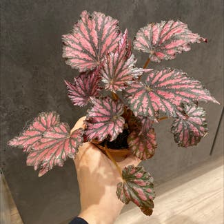 Rex Begonia plant in Kiama, New South Wales