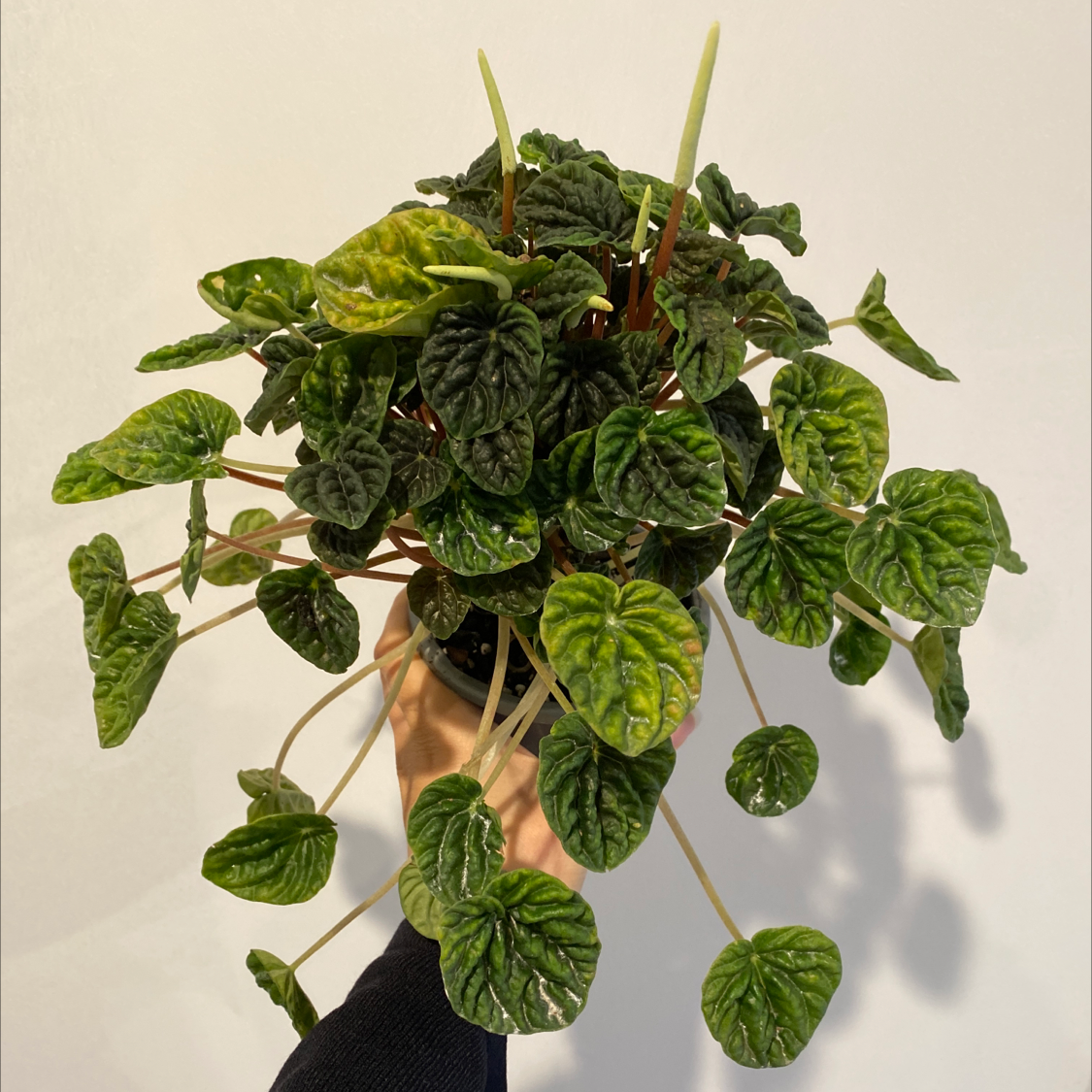 Photo of the plant species Emerald Ripple Peperomia by @Dwaz named Your plant on Greg, the plant care app