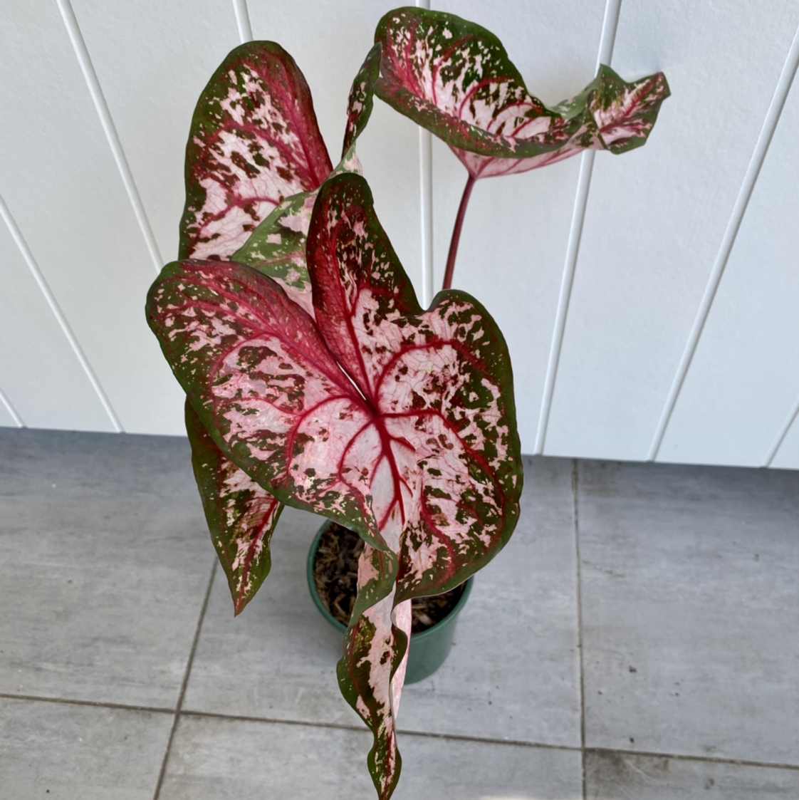 Photo of the plant species Angel Wings by @Dwaz named Your plant on Greg, the plant care app