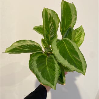 Calathea bicajoux plant in Kiama, New South Wales