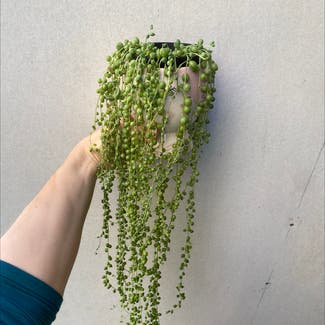 String of Pearls plant in Kiama, New South Wales