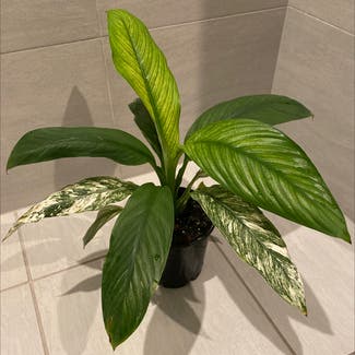 Sensation Peace Lily plant in Kiama, New South Wales