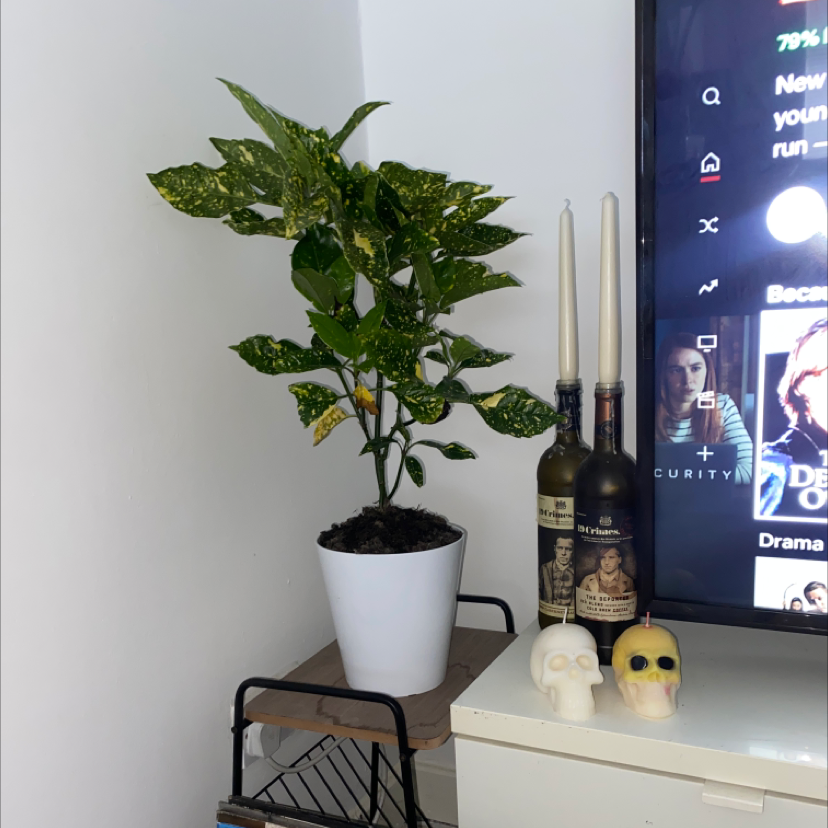 Healthy variegated Aucuba japonica plant in a white pot, sitting on a shelf with wine bottles and decor.