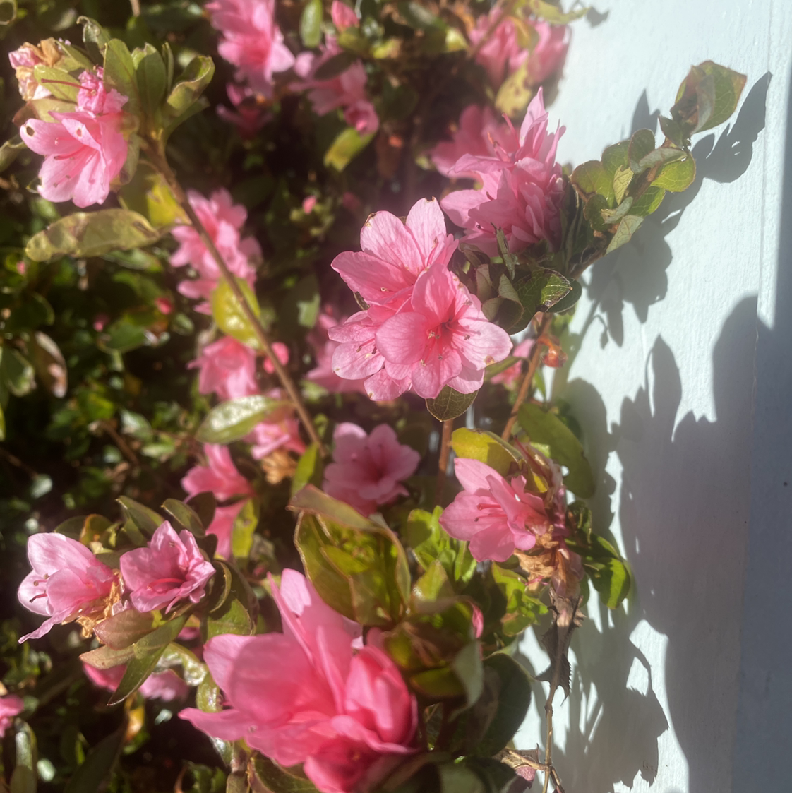 Satsuki azalea with numerous pink flowers and green leaves.