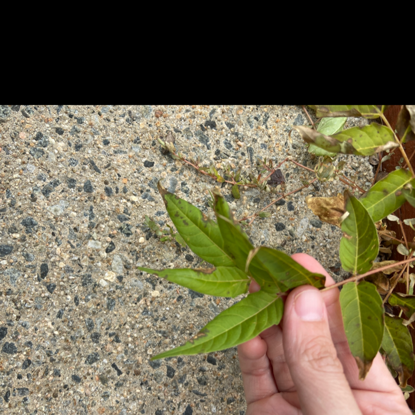 Why Are There Black Spots on My TreeofHeaven Leaves?