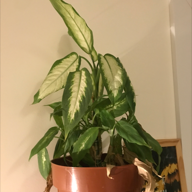 Dieffenbachia plant photo by @girallua named Bob on Greg, the plant care app.