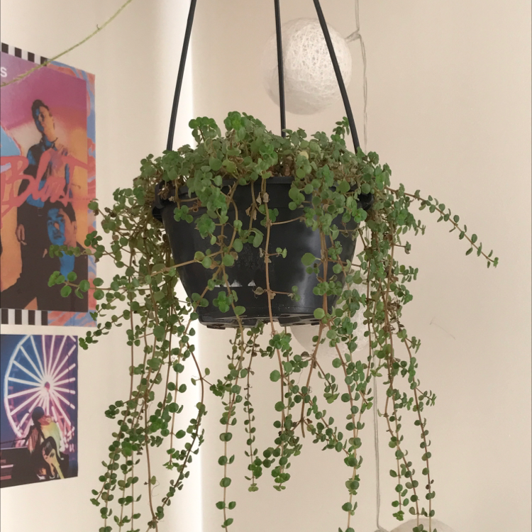 Photo of the plant species Baby's Tears by @girallua named Ceci on Greg, the plant care app
