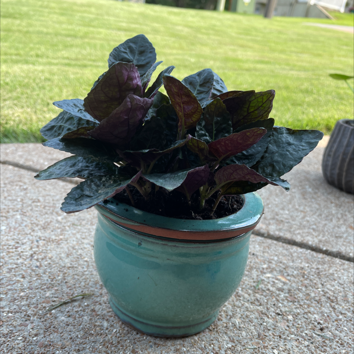 Photo of the plant species Waffle Plant by @Hannernans named Dave on Greg, the plant care app