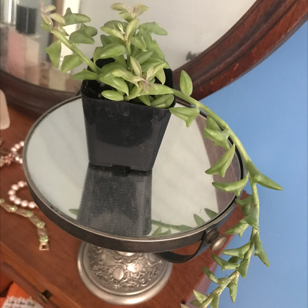 String of Dolphins plant photo by Lisa named Flipper on Greg, the plant care app.