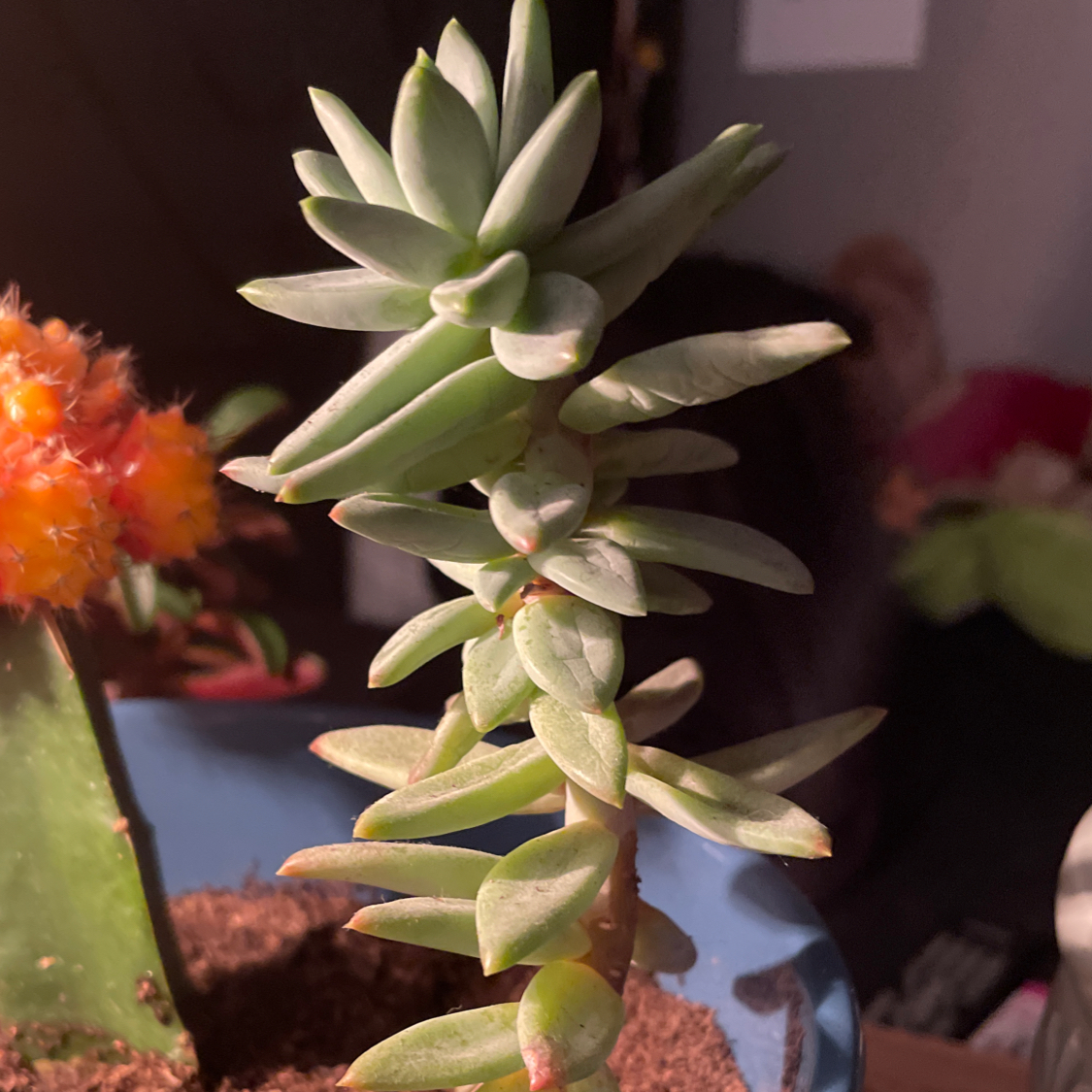 Pale Stonecrop succulent in a pot with visible soil, another plant with orange flowers in the background.