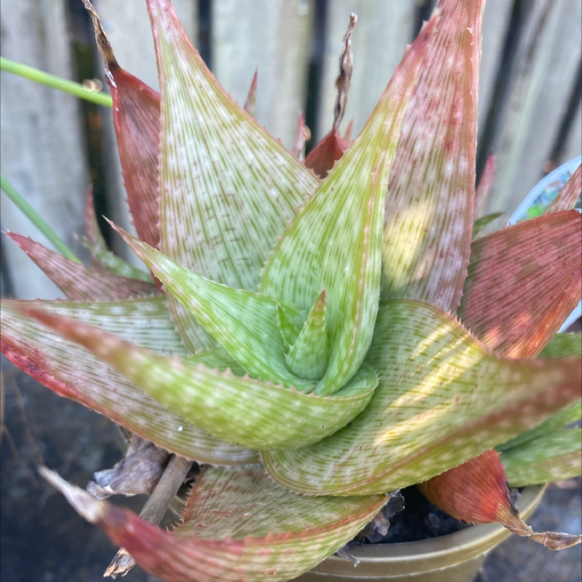 Photo of the plant species Broad-Leaved Aloe by Molly named Aloe vera￼ on Greg, the plant care app