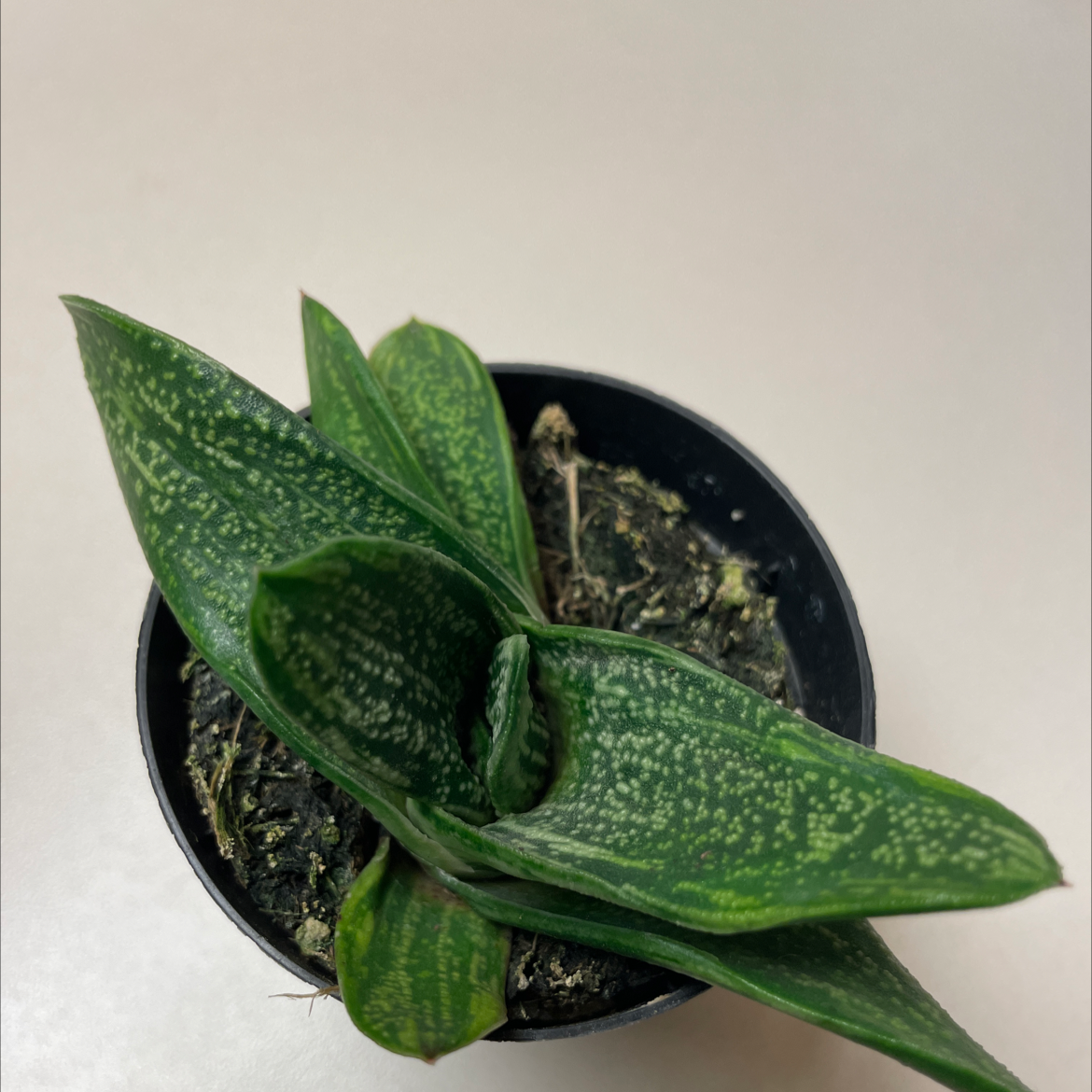 Gasteria 'Little Warty' plant in a small pot with green leaves and white speckles.