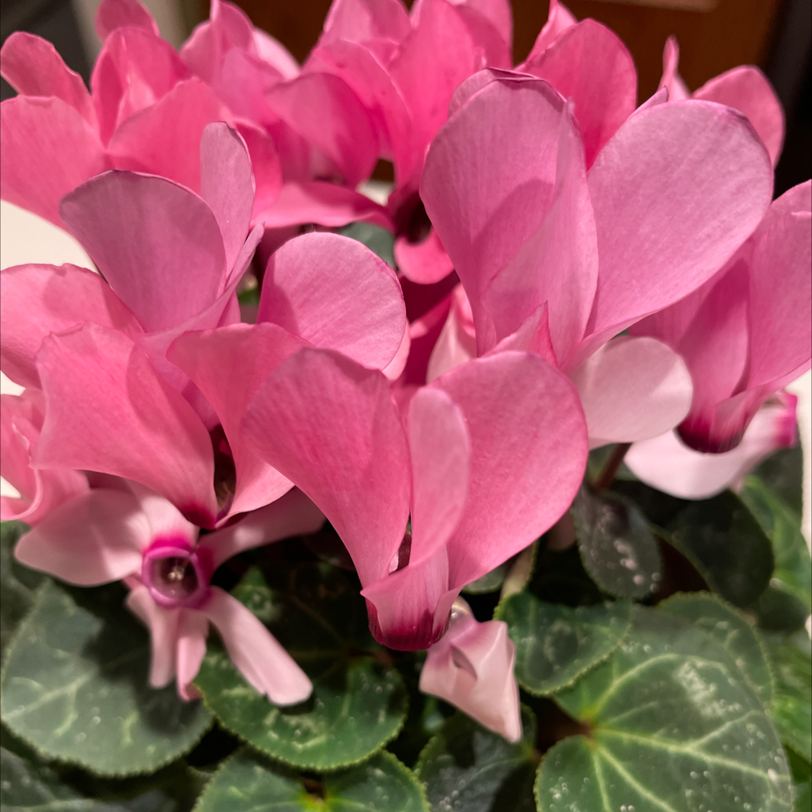 Healthy Persian Cyclamen plant with many large pink flowers in full bloom and deep green leaves with silver marbling.