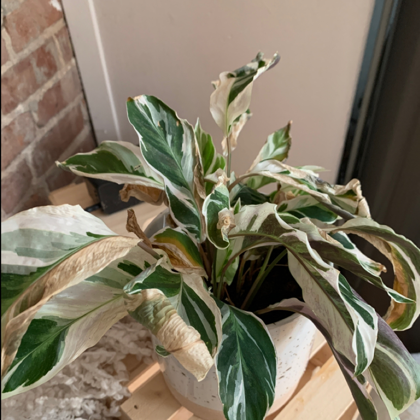 Calathea 'White Fusion' plant photo by @ennie1999 named Leia on Greg, the plant care app.
