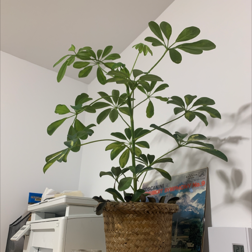 Photo of the plant species Dwarf Umbrella Tree by @ennie1999 named Maxime on Greg, the plant care app