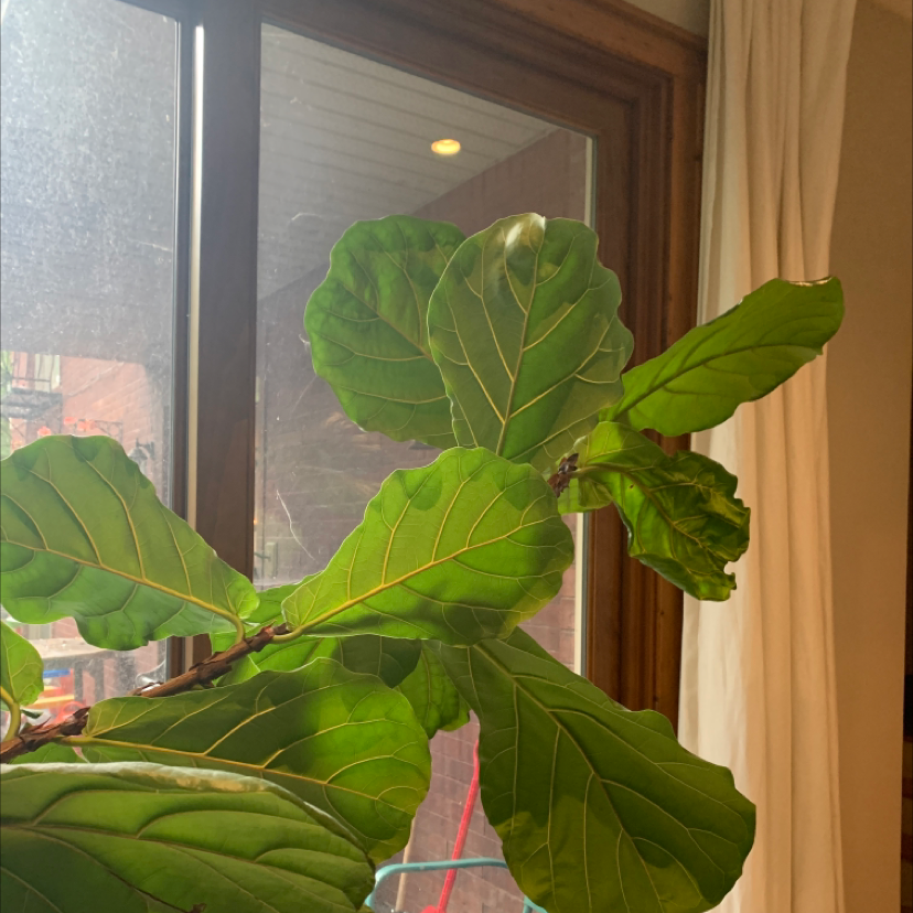 Fiddle Leaf Fig plant photo by @ennie1999 named Shea on Greg, the plant care app.