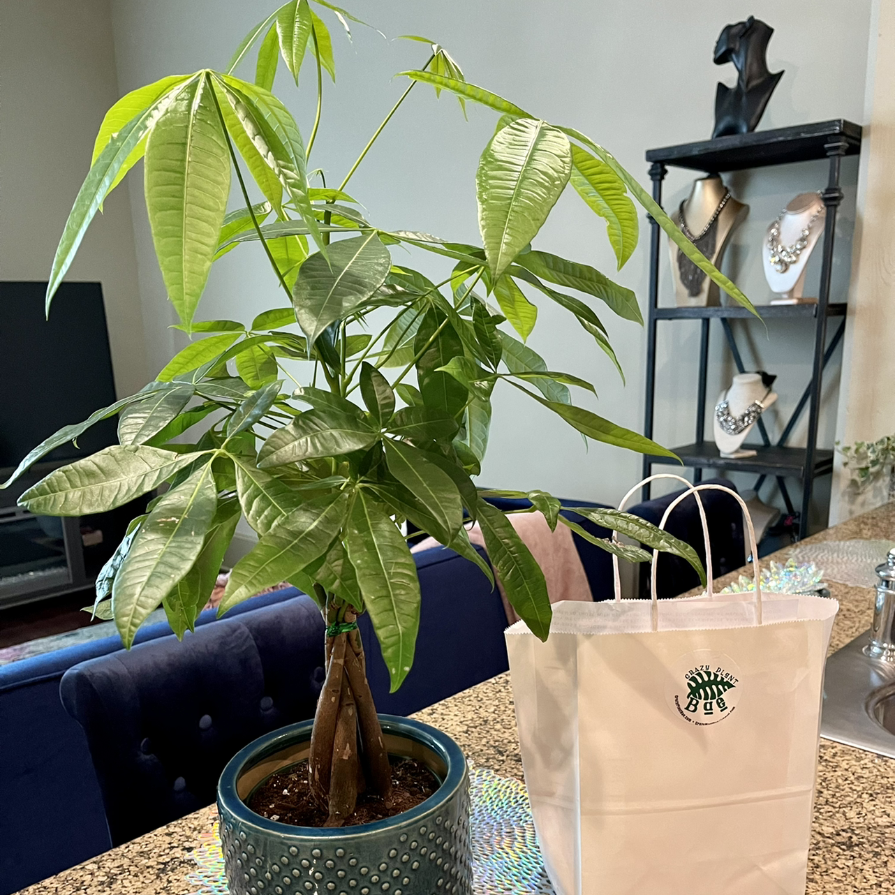 Money Tree plant photo by Angela named Zada on Greg, the plant care app.