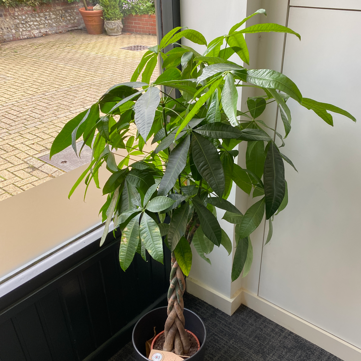Money Tree plant photo by @yodmoo named Right office one on Greg, the plant care app.