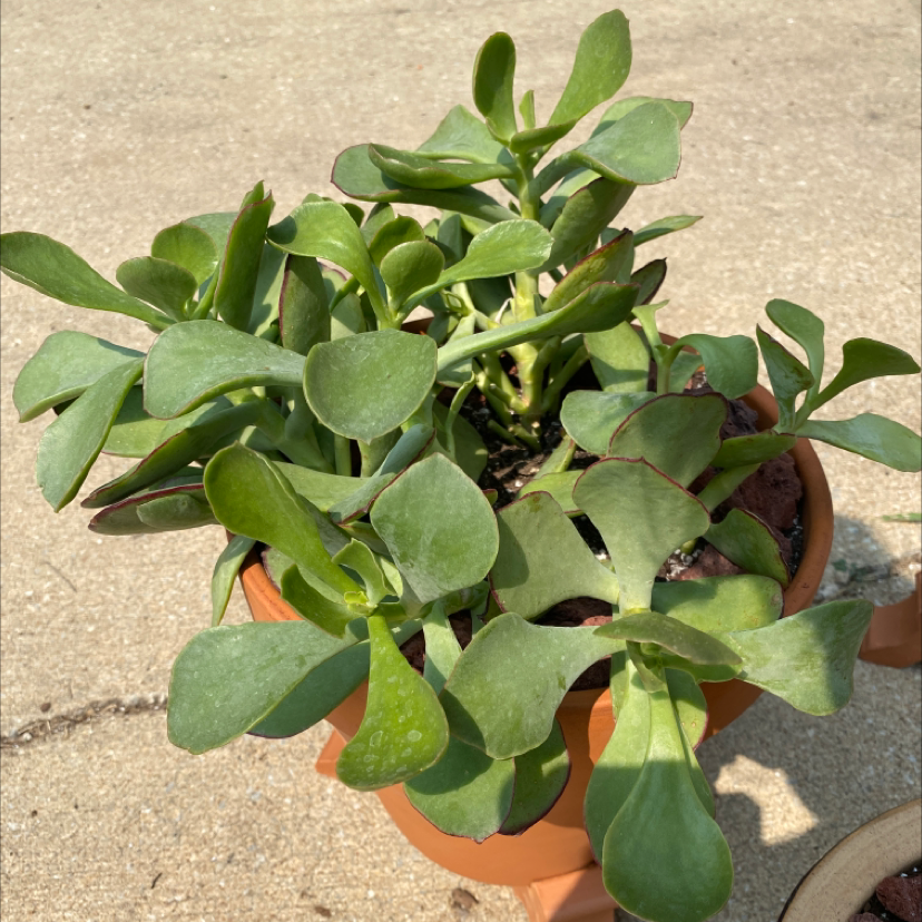 Photo of the plant species Cotyledon 'Mint Truffles' by @QueenoftheK9s named Mint truffles on Greg, the plant care app