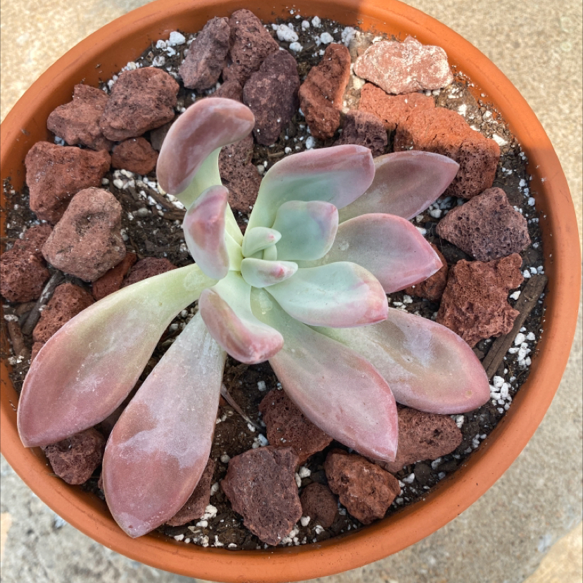 Graptoveria 'Opalina' plant in a terracotta pot with rocky soil.